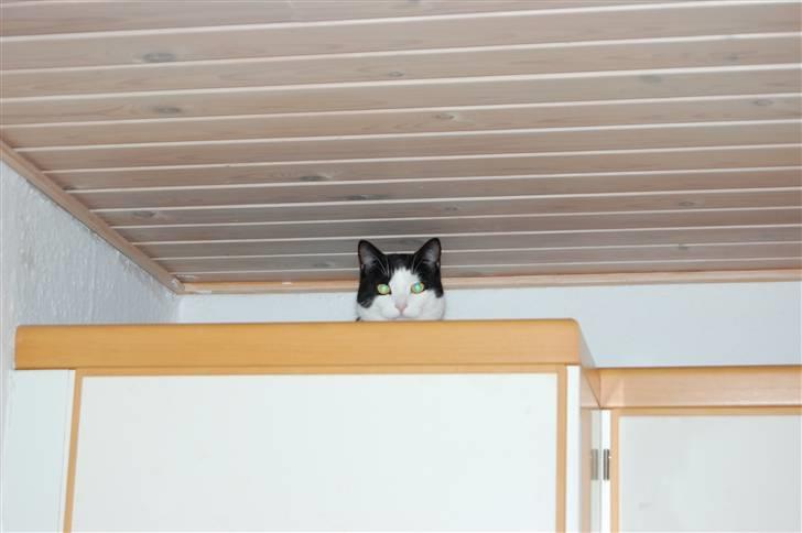 Huskat Sir. Montgomery - Her tager han sine middags-lurer :) billede 14