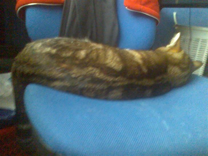 Huskat Mie - Sippet kan man også være! billede 10