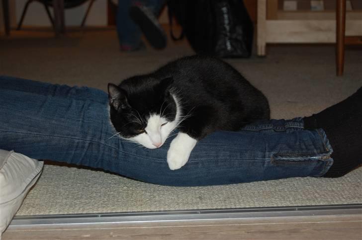 Huskat Sir. Montgomery - stakkels Theresa ! billede 15