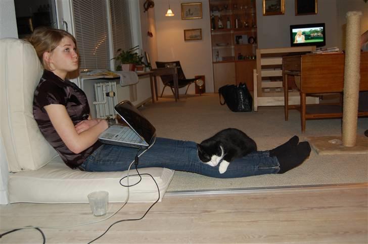 Huskat Sir. Montgomery - heeh heeh rezza får A L D R I G fred for monty (: billede 16