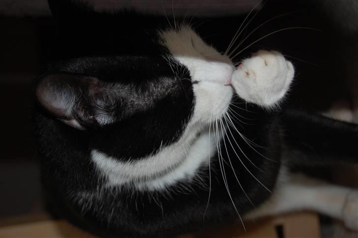 Huskat Sir. Montgomery - Slikkemestren :P billede 17