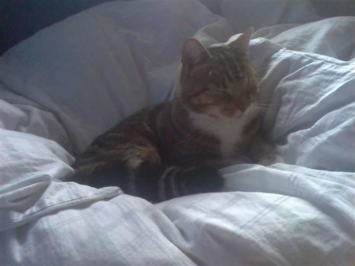 Huskat Mie - Ja hvem mon har nasset sengen??  billede 12