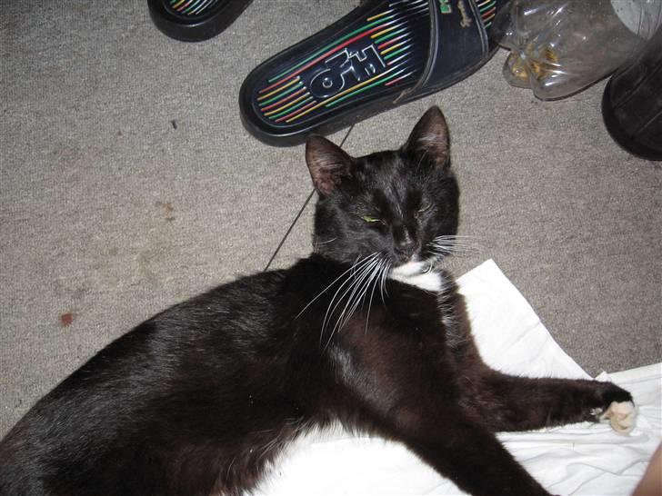 Blanding af racer kitkat *stjålen* billede 1