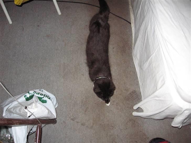 Blanding af racer kitkat *stjålen* billede 2