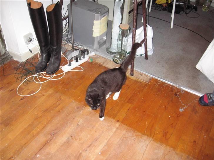 Blanding af racer kitkat *stjålen* billede 3