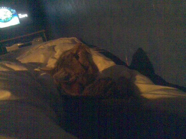 Huskat Mie - 2 sek. efter jeg tog billedet sprang hun op på vægen, efter den edderkop der sad der.. billede 13