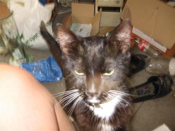 Blanding af racer kitkat *stjålen* billede 4