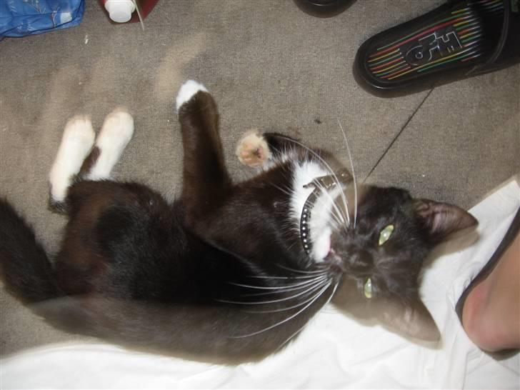 Blanding af racer kitkat *stjålen* billede 5