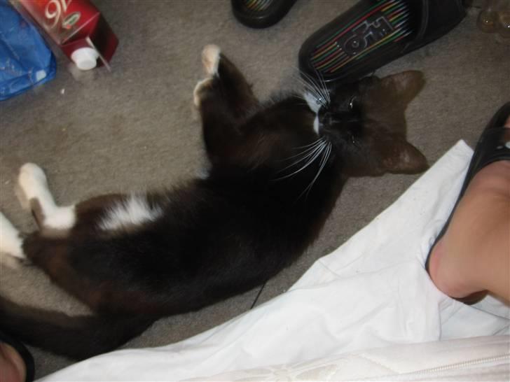 Blanding af racer kitkat *stjålen* billede 6