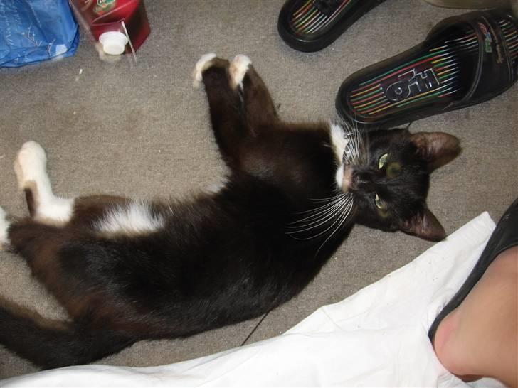 Blanding af racer kitkat *stjålen* billede 7