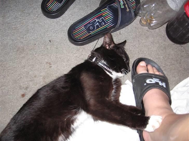 Blanding af racer kitkat *stjålen* billede 8