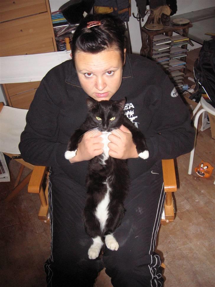 Blanding af racer kitkat *stjålen* billede 9