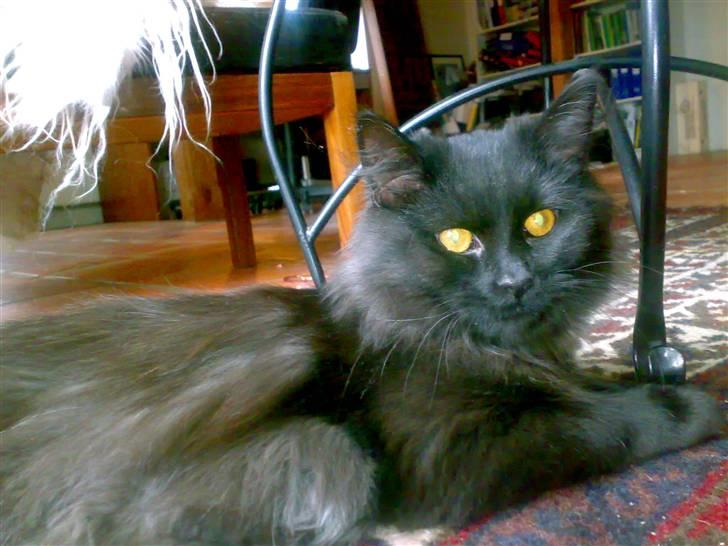 Blanding af racer Mille - Mille 5-6 mdr. billede 15