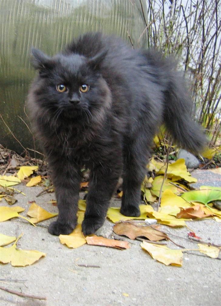 Blanding af racer Mille billede 16