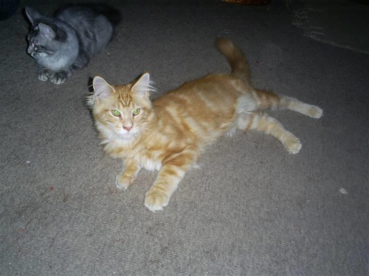 Maine Coon MaxRed R.I.P - lækker taget den 28 marts 08 billede 13