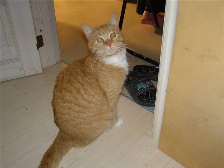 Blanding af racer Bandit billede 7