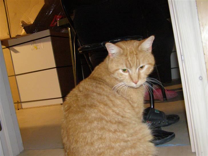 Blanding af racer Bandit billede 8