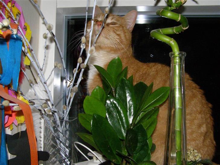 Blanding af racer Bandit - Dr. Livingstone... billede 9