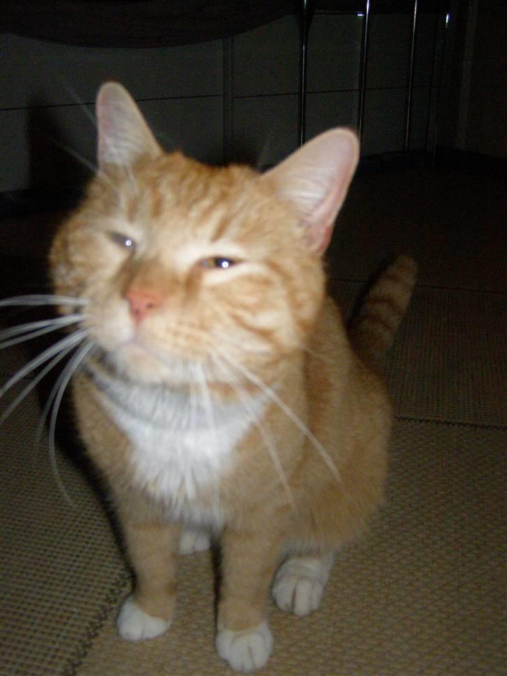 Blanding af racer Bandit billede 10