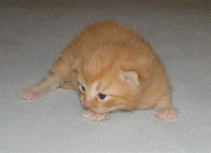 Blanding af racer Bette Ruth - Killing nr 1 :D billede 8