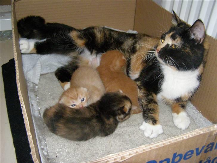 Blanding af racer Bette Ruth - Mor med killinger billede 9