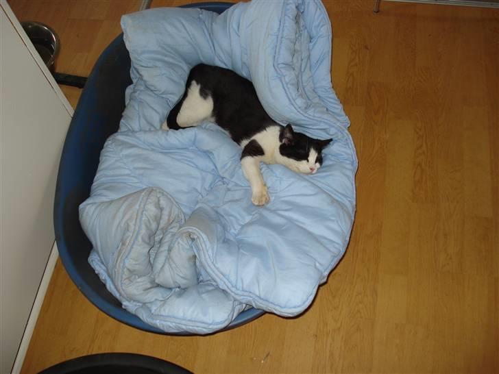 Blanding af racer Lille Missen  - Lille missen putter i hunde kurven :) billede 1