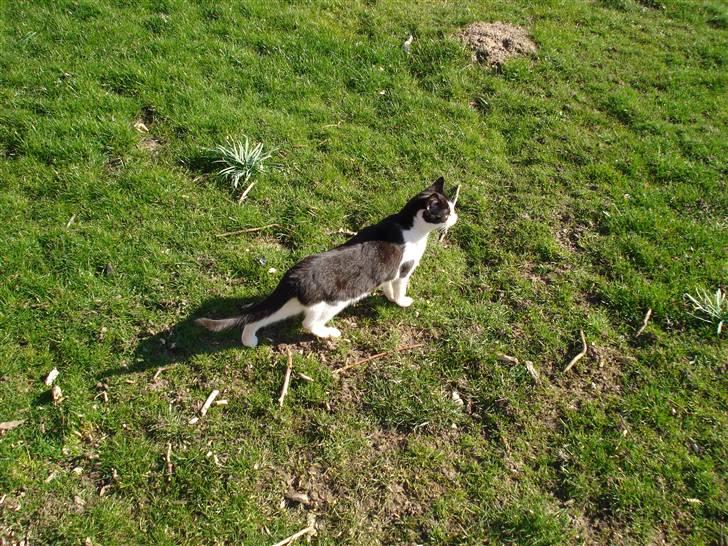 Blanding af racer Lille Missen  - Uhhh ....den store farlige verden .... billede 2