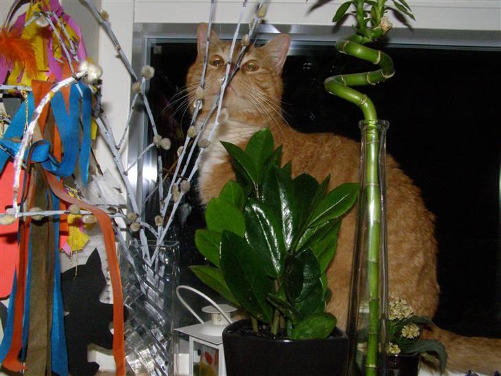 Blanding af racer Bandit billede 11