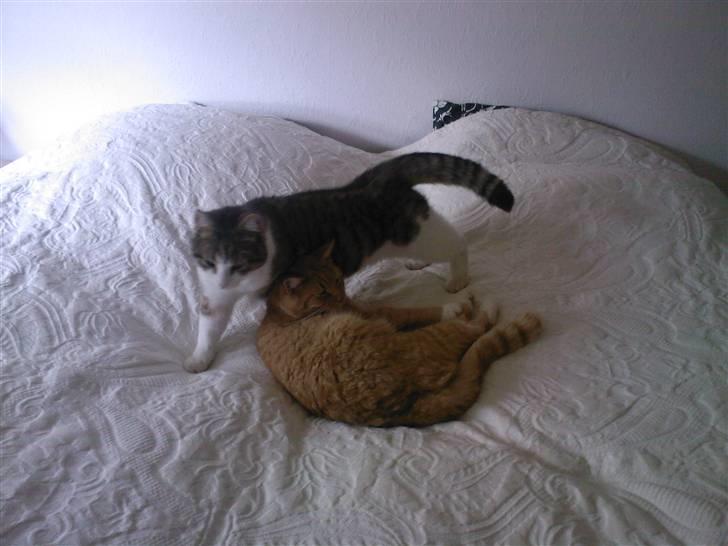 Blanding af racer Bandit - Bandit og Ib sammen i sengen... der er jo fred hele dagen... billede 12