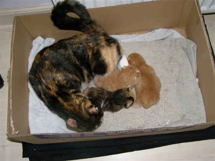 Blanding af racer Bette Ruth billede 10