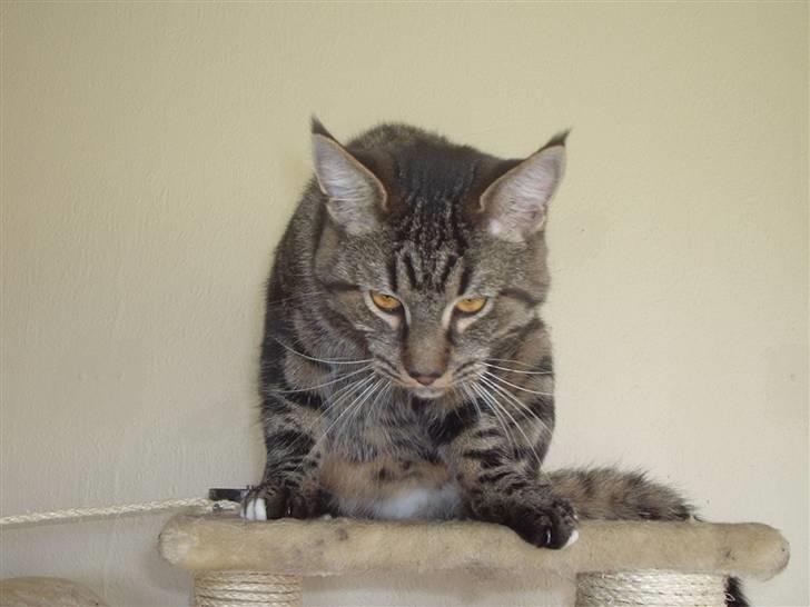 Blanding af racer Cheetah  (hjemme igen) billede 19