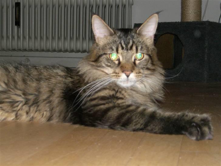 Maine Coon Loke - Se mig jeg er sååå sød billede 3