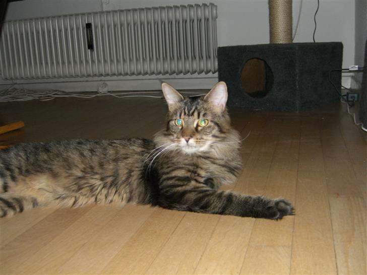 Maine Coon Loke billede 4