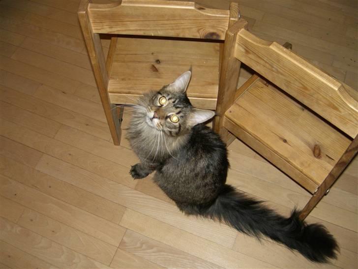 Maine Coon Loke billede 5