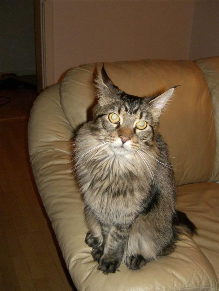 Maine Coon Loke billede 6