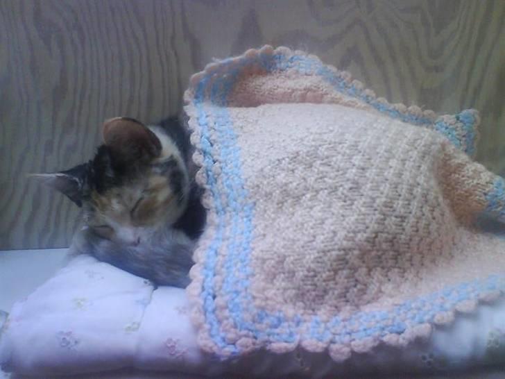 Huskat Blobber billede 1