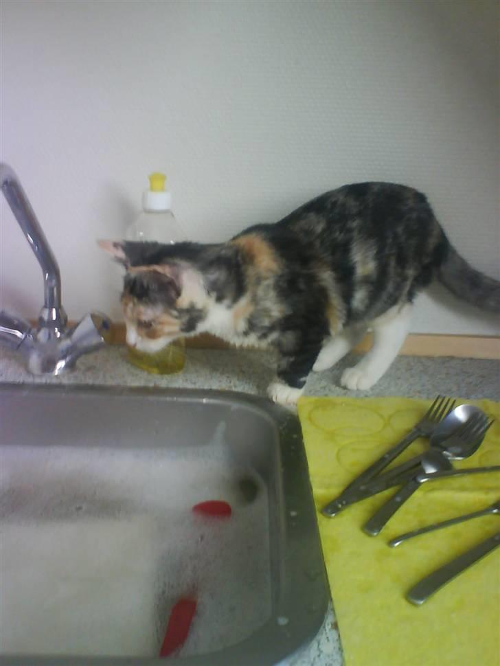 Huskat Blobber billede 3