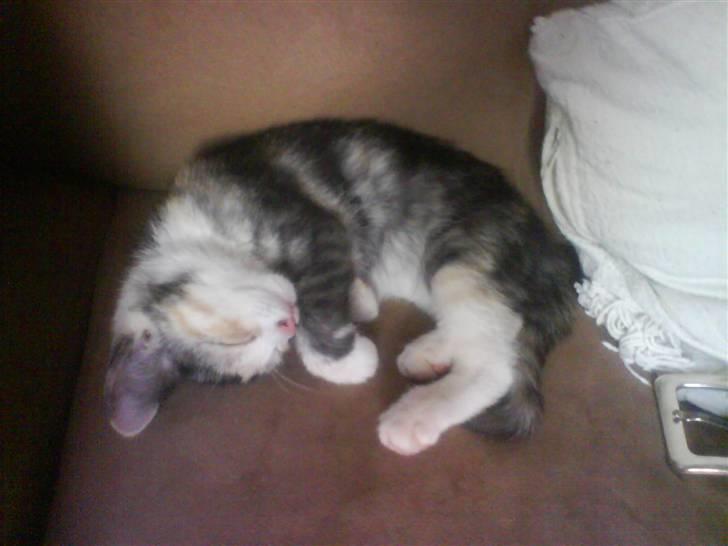 Huskat Blobber billede 4