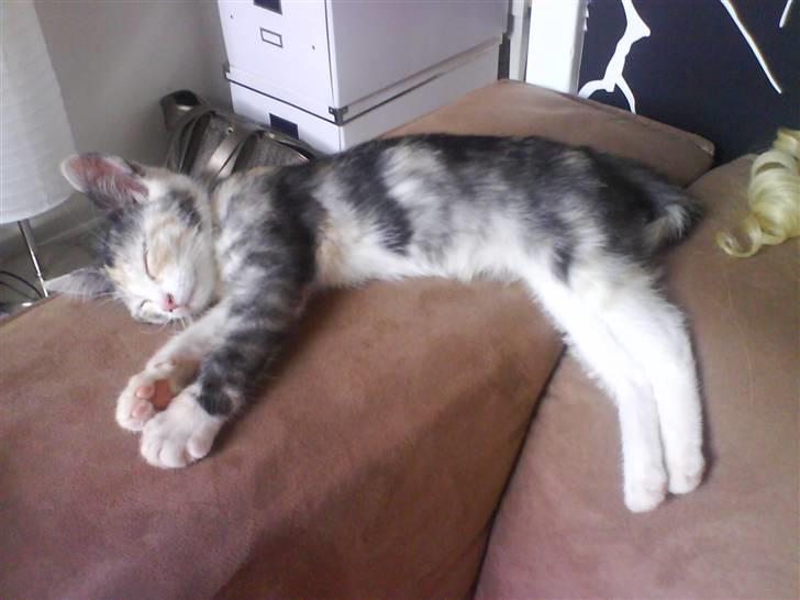 Huskat Blobber billede 5