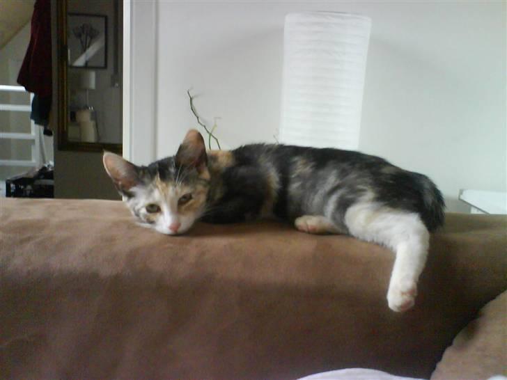 Huskat Blobber billede 6