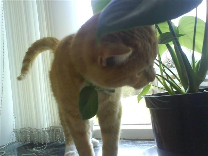 Huskat Muddi - hmm mor ser nok ikk hvis jeg lige smager lidt på denne her billede 1