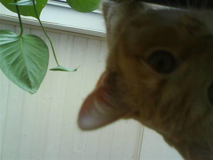 Huskat Muddi - hej mor... hvad ligger du da der for?? billede 2