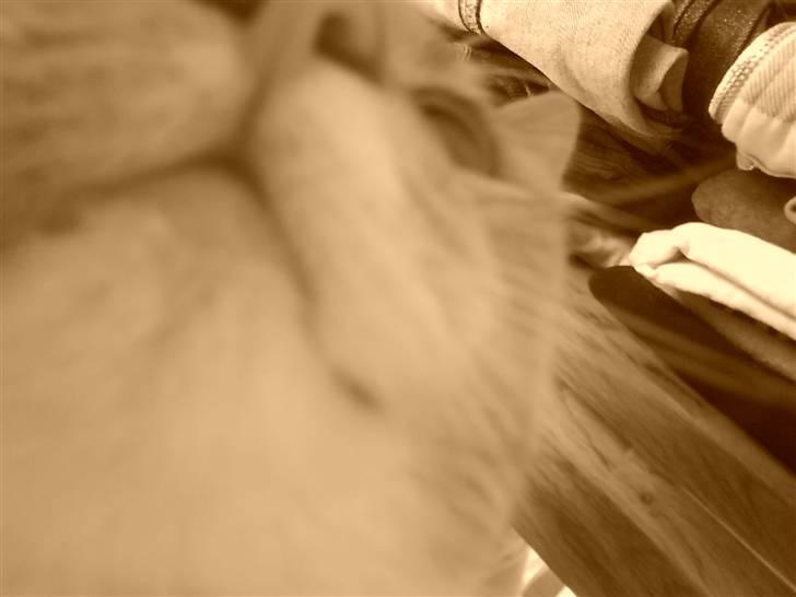 Huskat Muddi - er det godt sådan her billede 3