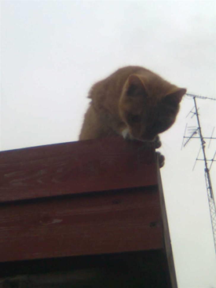 Huskat Muddi - uhh der er langt ned billede 4