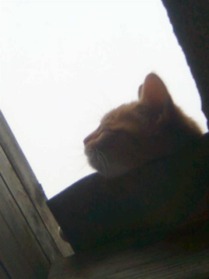 Huskat Muddi - aaaarh sol billede 5