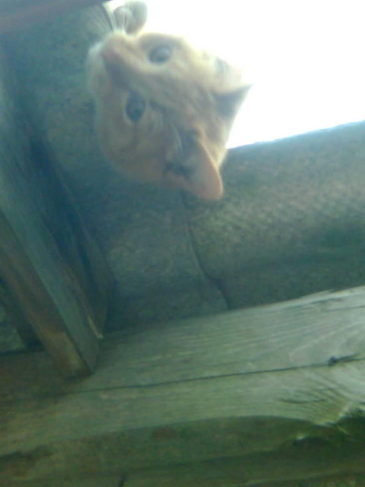 Huskat Muddi - jeg kan se dig billede 6