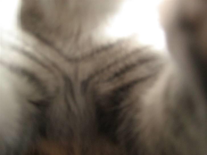 Huskat Mille - kramme tid billede 8