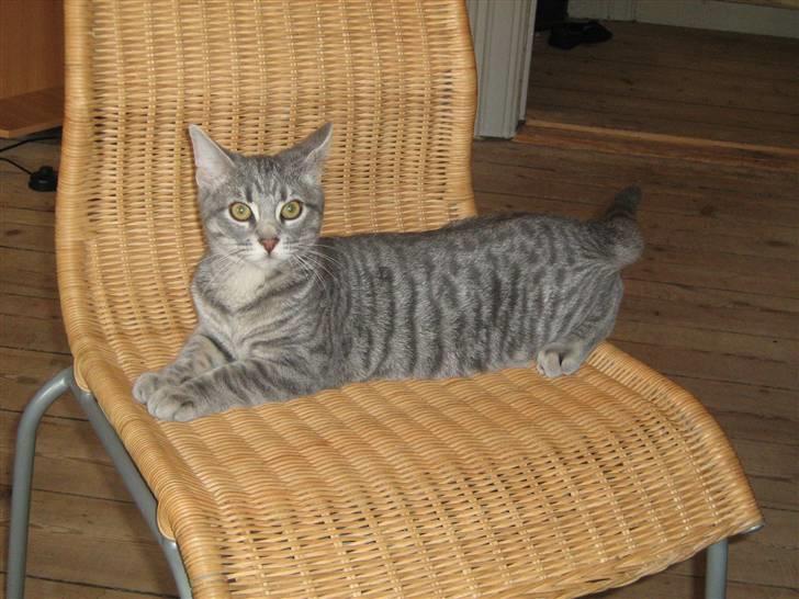 Huskat Mille billede 9