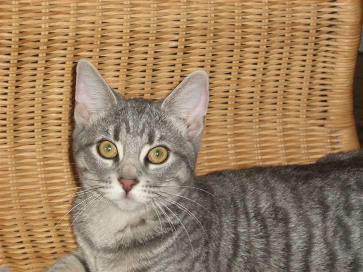 Huskat Mille billede 10