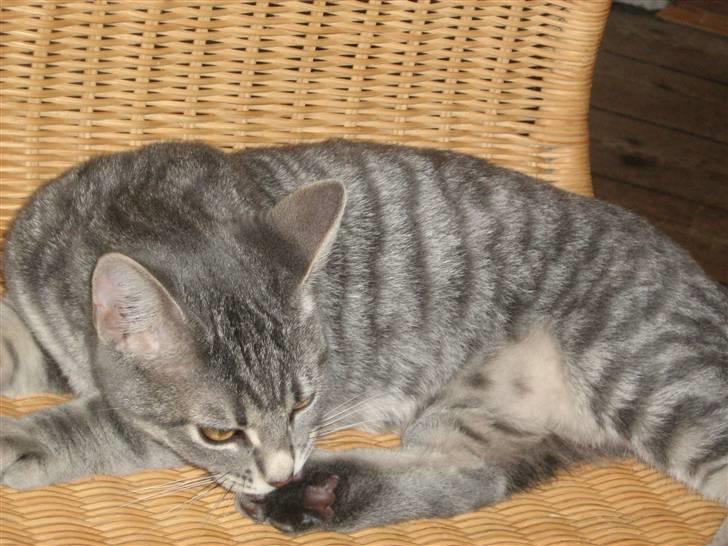 Huskat Mille - puhh hvor de lugter billede 11